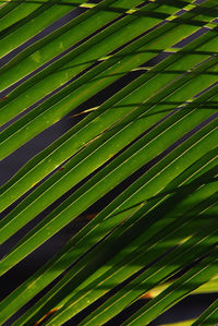 Full frame shot of palm leaf