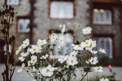 Close-up of flowers blooming outdoors