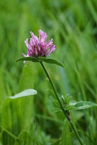 Close-up of purple flowering plant on field