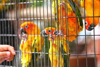 Close-up of parrot perching in cage