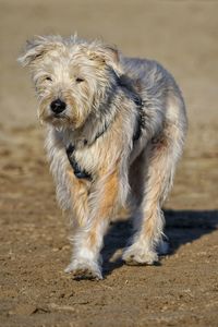 Portrait of dog running on field