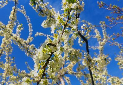 Low angle view of cherry blossoms against sky