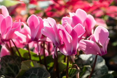 Close-up of pink flowering plants