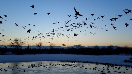 Silhouette birds over frozen lake at sunset