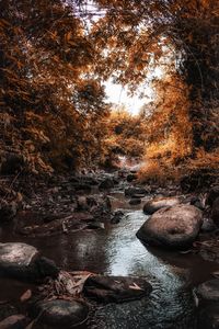 Stream flowing through rocks in forest during autumn