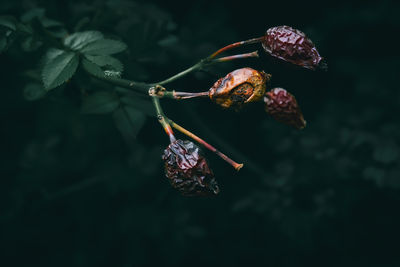 Close-up of plant