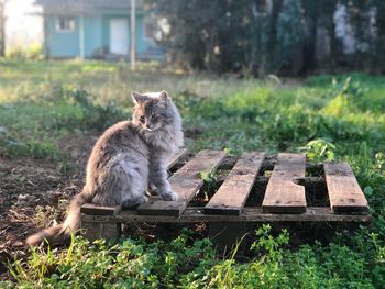 Cat sitting on grass