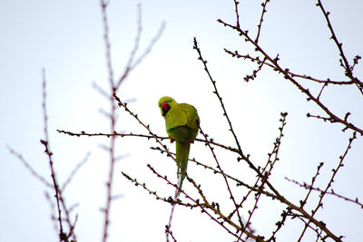 Low angle view of bird perching on tree against sky
