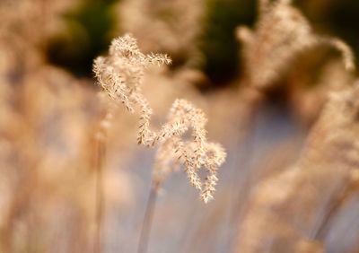 Close-up of frozen plant