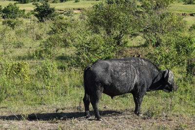 A flock of oxpeckers resting on an african buffalo at masai mara national reserve, kenya