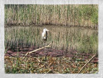 View of bird perching on grass