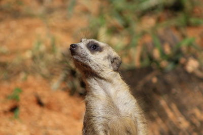 Close-up of a meerkat on field