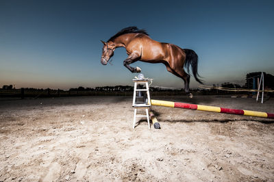 Side view of horse jumping over hurdle against blue sky