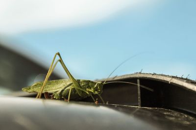 Close-up of insect on leaf