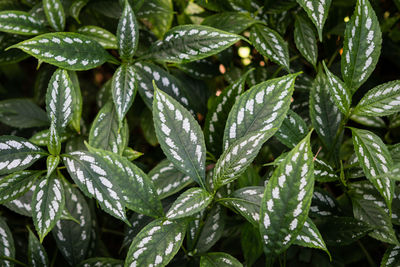 Close-up of water drops on leaves