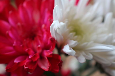 Close-up of white flower