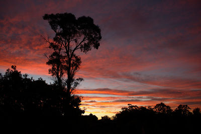 Silhouette trees against dramatic sky during sunset