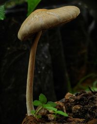 Close-up of mushroom growing on field