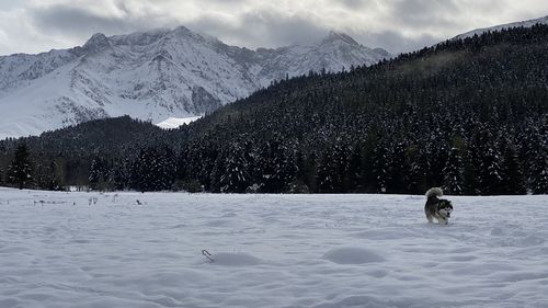 View of dog on snowcapped mountain against sky