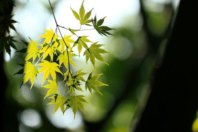 Close-up of leaves on twig