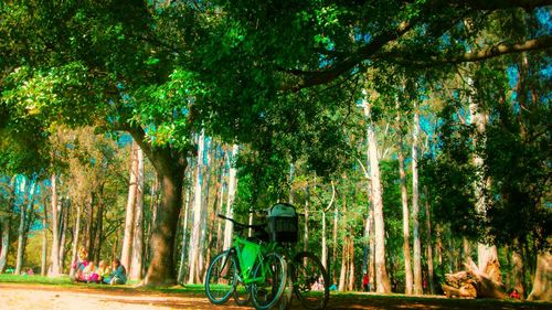 Trees in forest