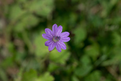 flowering plant