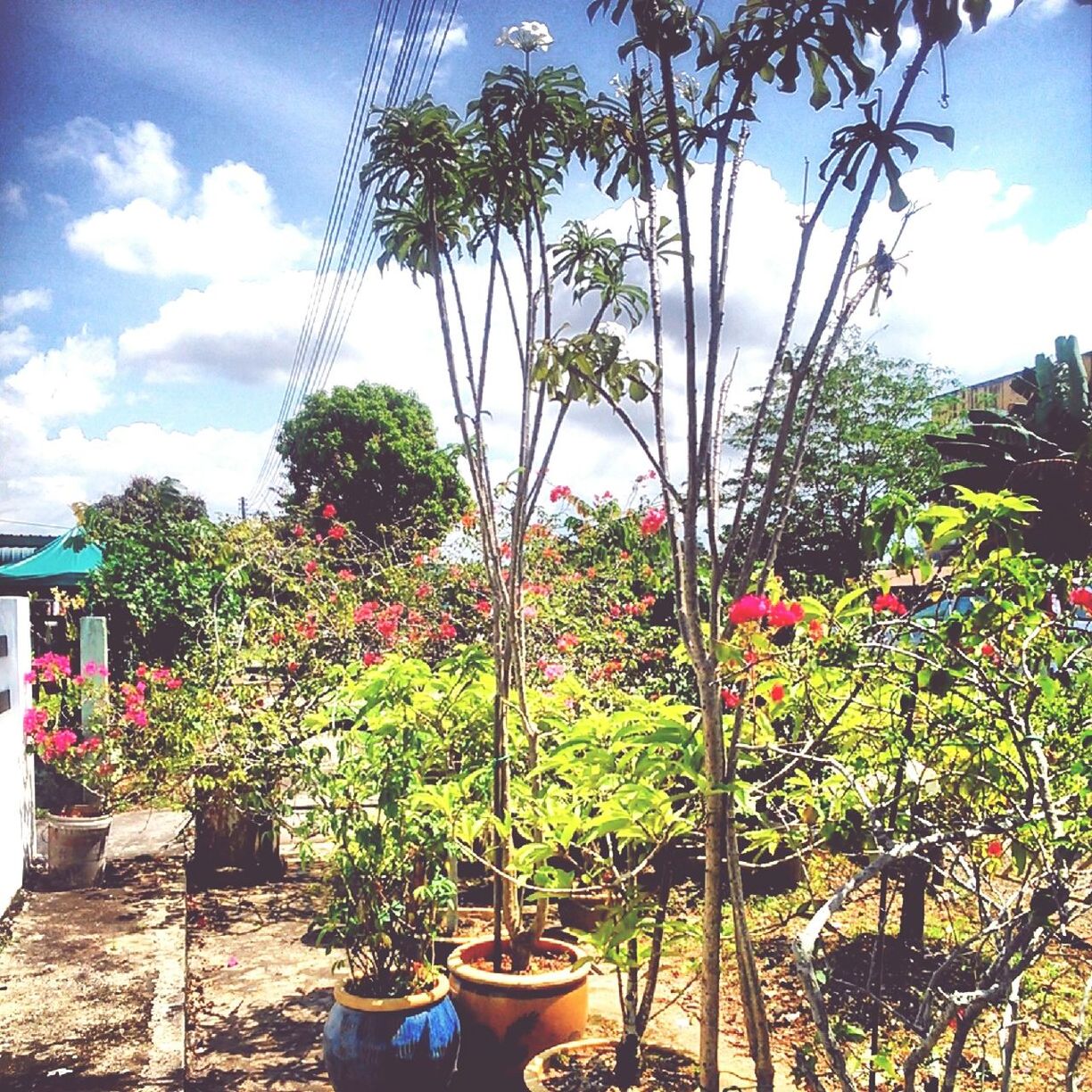 growth, plant, sky, tree, flower, green color, nature, potted plant, growing, cloud - sky, beauty in nature, cloud, day, leaf, no people, freshness, outdoors, low angle view, sunlight, green