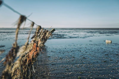 Close-up of driftwood on beach against sky