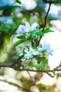 Close-up of flowering plant