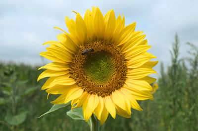 Close-up of yellow sunflower