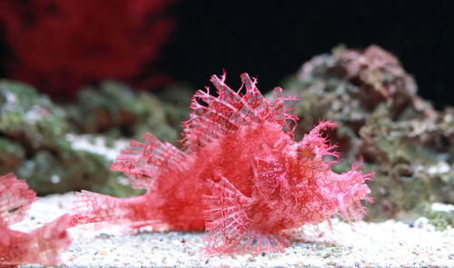 Close-up of coral in sea