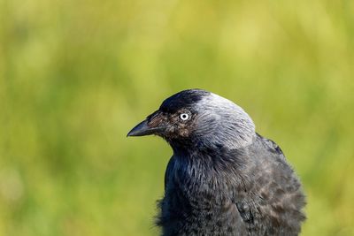 Close-up of bird