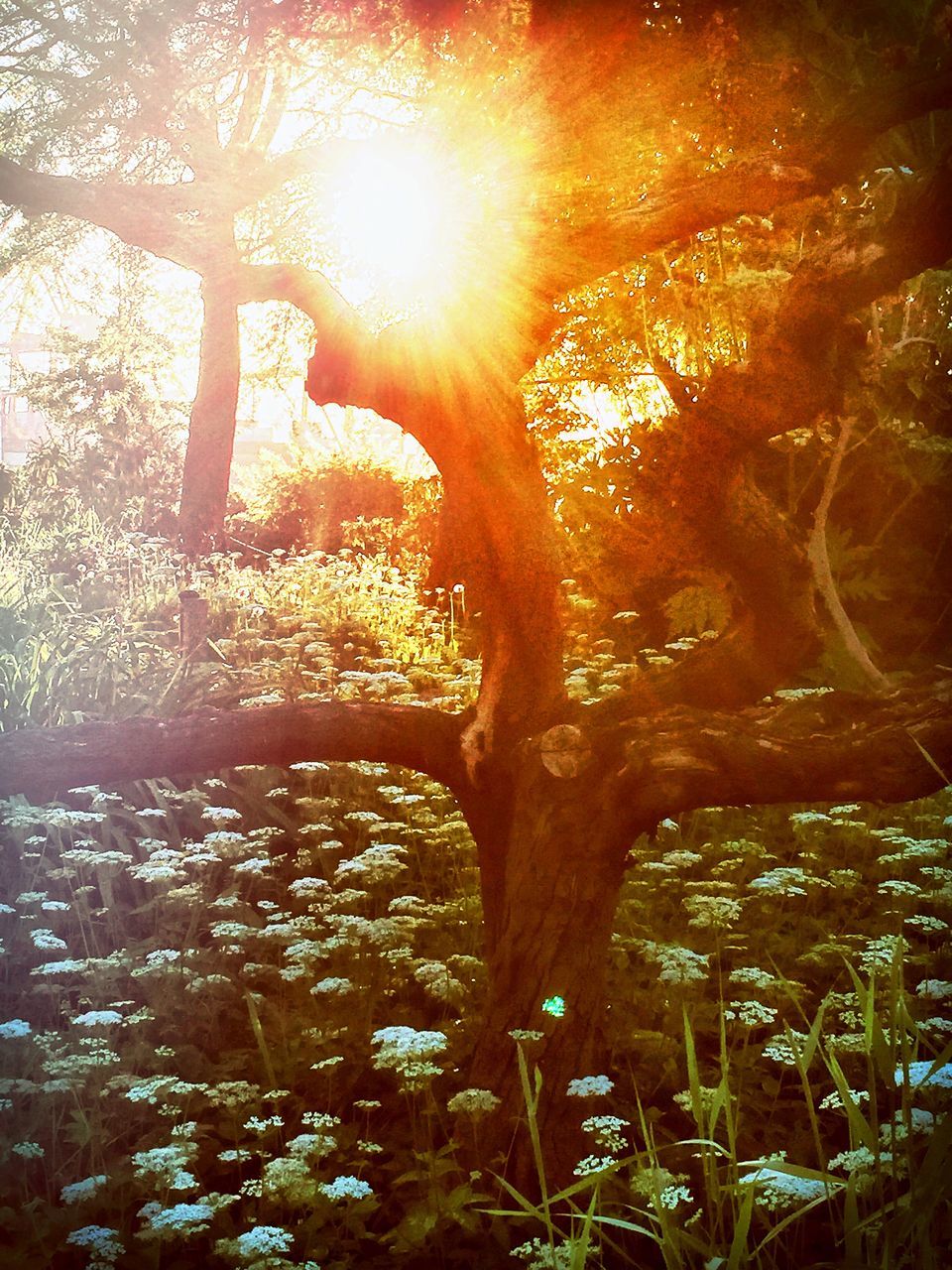 SUN SHINING THROUGH TREES ON SUNNY DAY