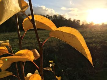 Close-up of yellow flowers against sky