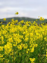 Yellow flowering plants on field