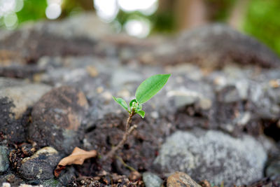 Close-up of small plant