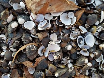 High angle view of seashells