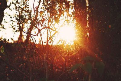 Sun shining through trees
