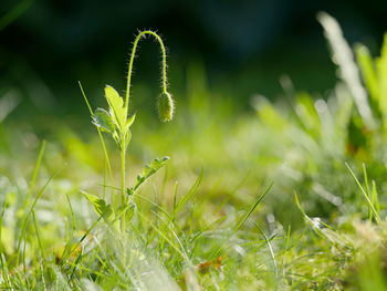 Close-up of fresh green plant