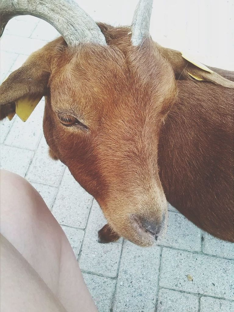 Ginger goat
