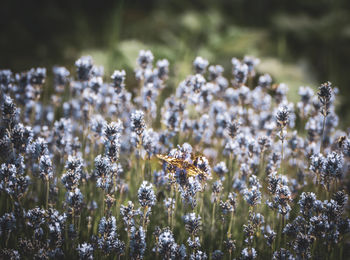 Close-up of flowering plants on field