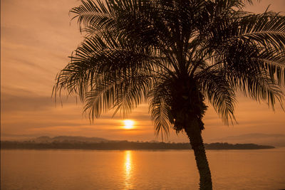 Silhouette palm tree by sea against sky during sunset