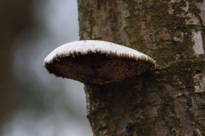 Close-up of mushroom