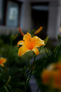 Close-up of yellow flowering plant