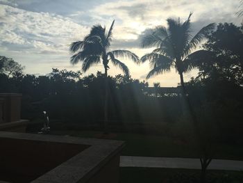 Palm trees against sky