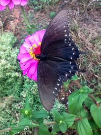 Close-up of butterfly pollinating on pink flower