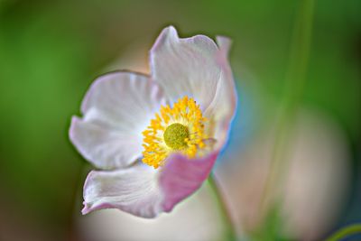 Close-up of yellow flower