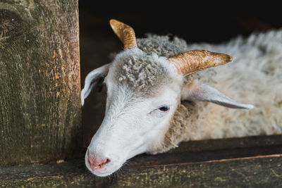 Close-up of a sheep