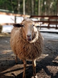 Portrait of an animal on field