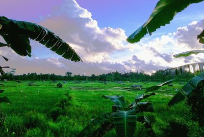 Scenic view of agricultural field against sky